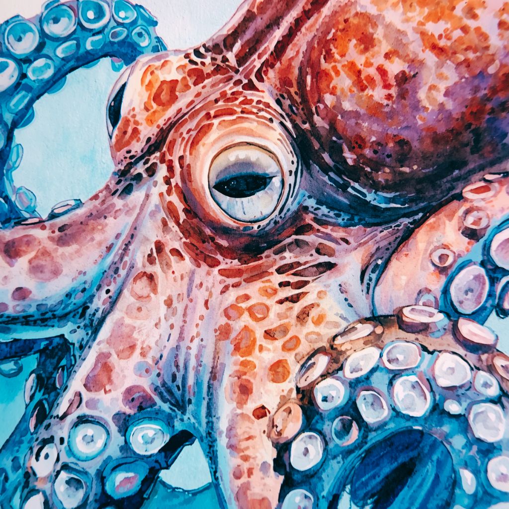 watercolour octopus